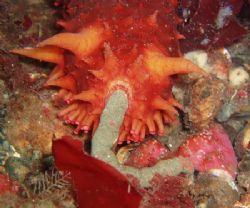 Sea Cucumber doing its business in the Puget Sound by Kelly Cowell 